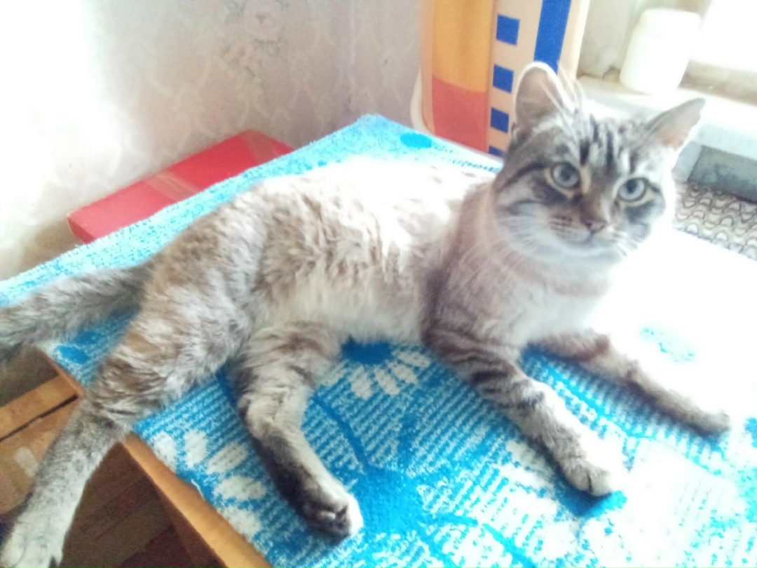 Найдена кошка в Слуцке — Новости простуженного кота Маркиза из Оточки Стародорожского района.