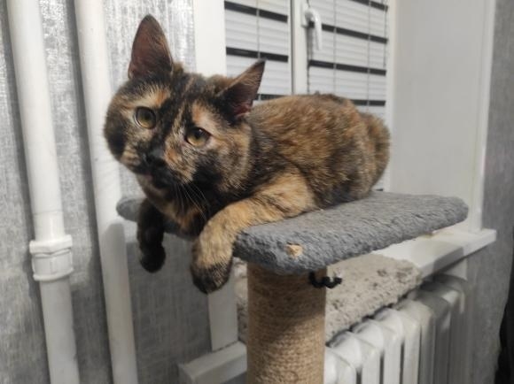 Найдена кошка в Слуцке — Котёнок-девочка, невероятно красивого окраса "специя", ищет заботливых хозяев ‼️ Слуцк, Минская область.