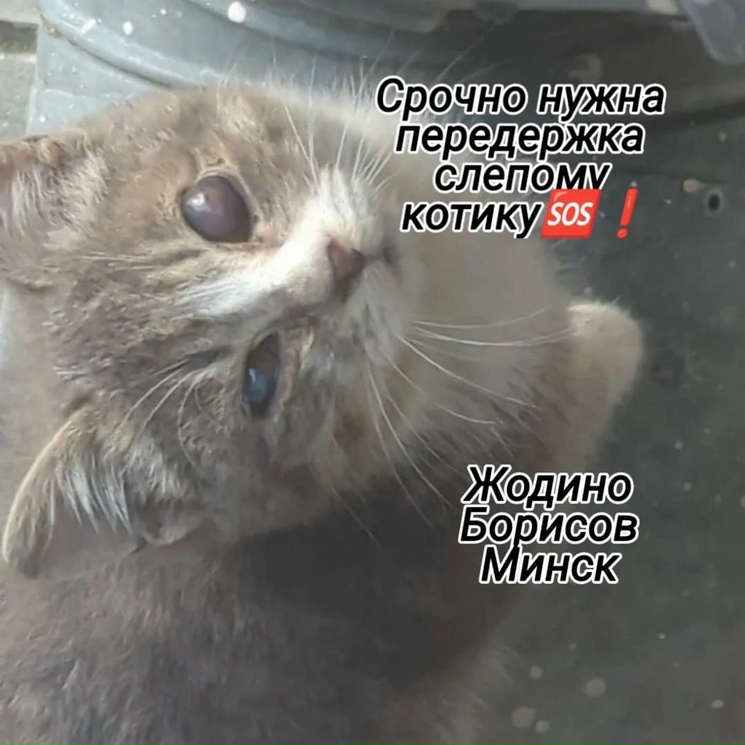 Найдена кошка в Слуцке — Repost @krainakahannia with @let.repost