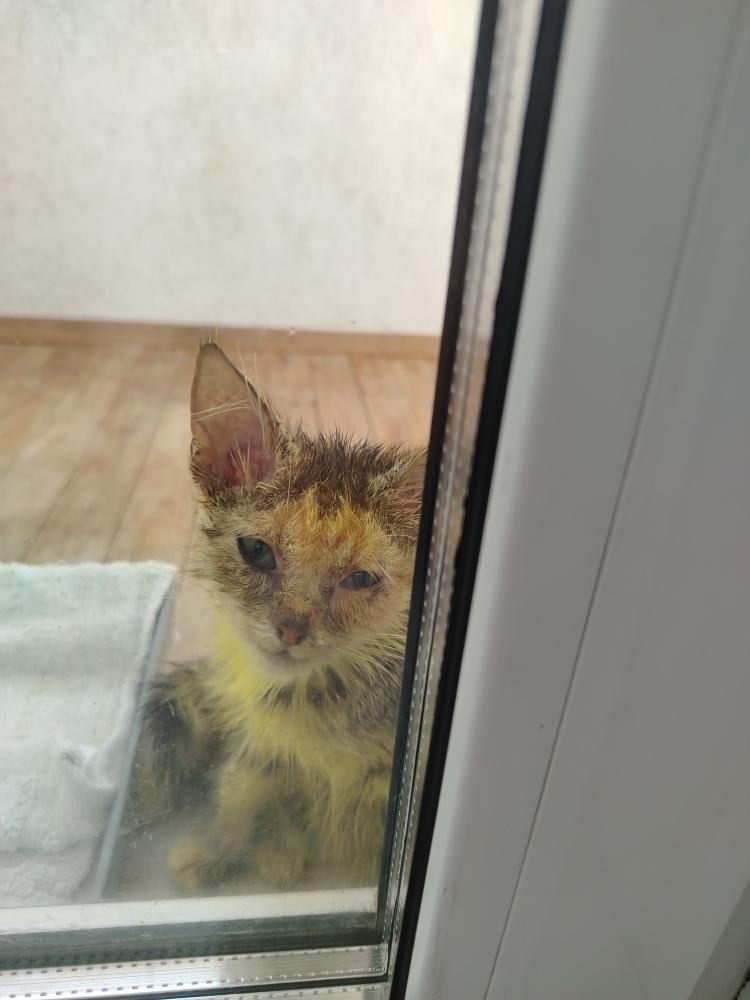 Найдена кошка в Слуцке — Срочно нужна передержка котенку с микроспорией! Котёнок-девочка, найдена в деревне. Очень ласковая…