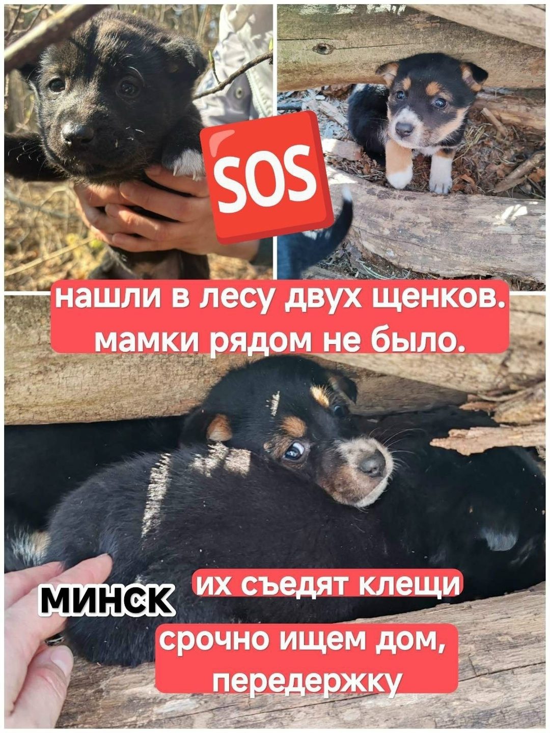 Найдена собака в Слуцке — СРОЧНО ИЩЕМ ДОМ , ПЕРЕДЕРЖКУ