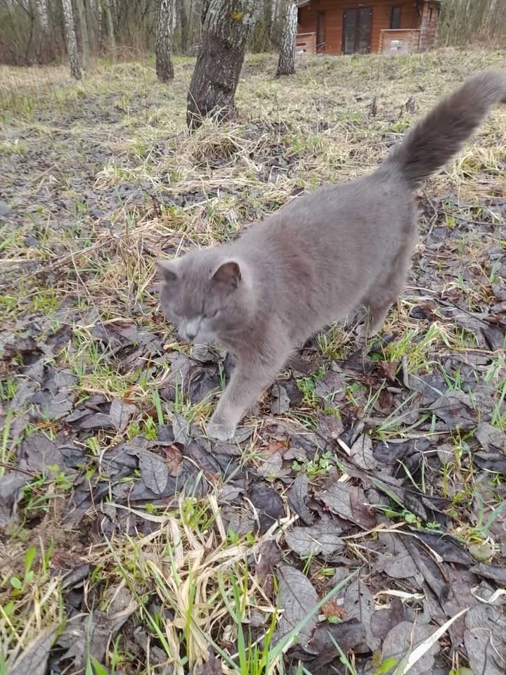 Найдена кошка в Слуцке — Кот ищет дом! Срочно!