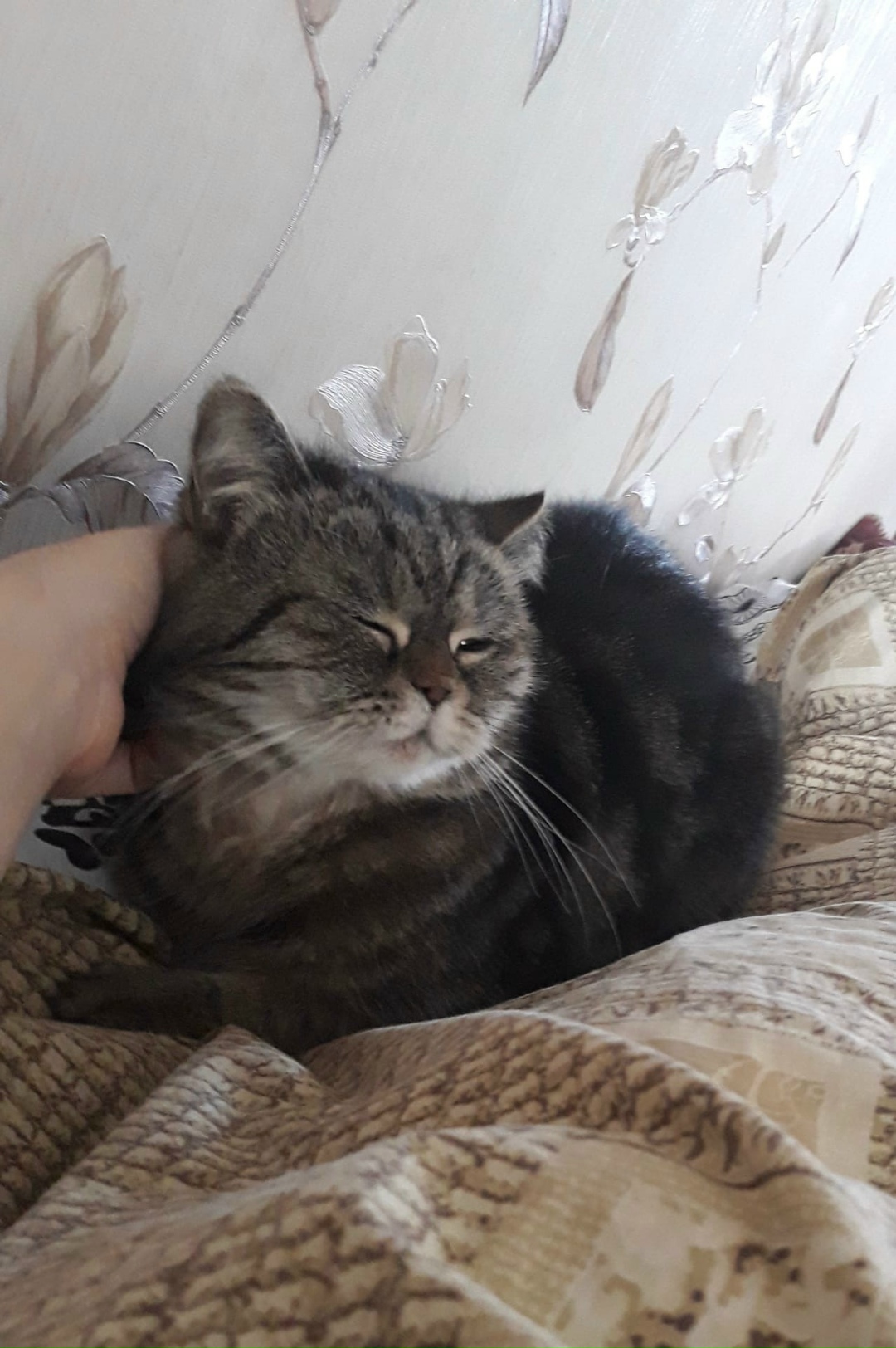 Найдена кошка в Гомеле — фото объявления