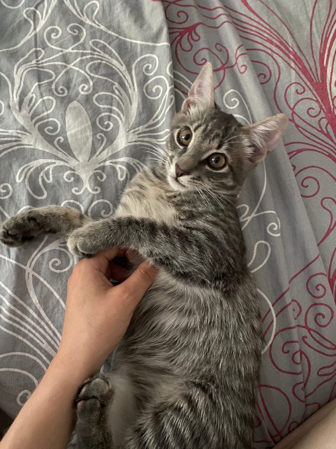 Найдена кошка в Гомеле — Ищу дом кошечке✨