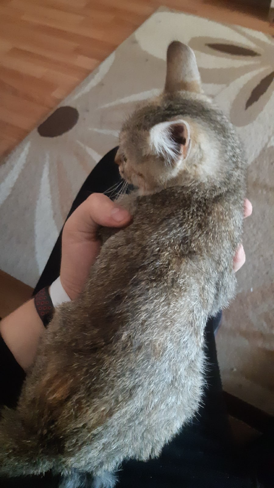 Найдена кошка в Гомеле — Всем привет!