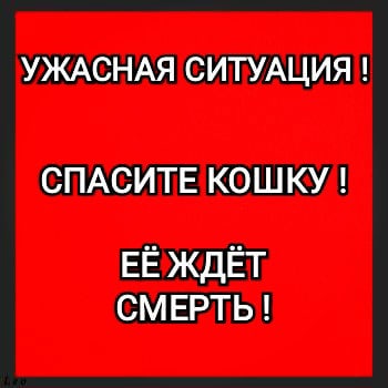 Найдена кошка в Гомеле — Уважаемые" колхозники! 😡