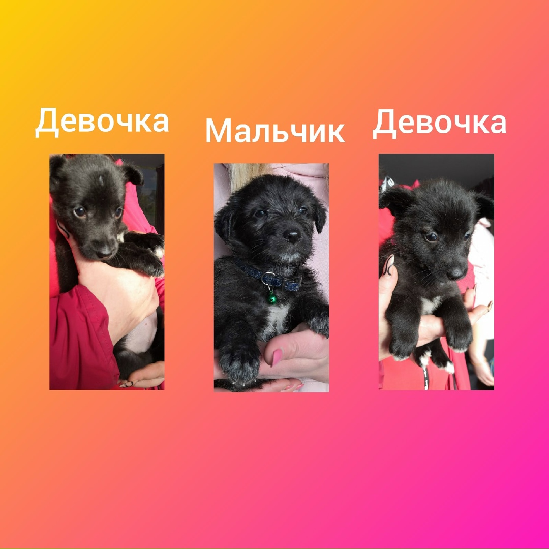 Найдена собака в Гомеле — Помогаю информационно!!!!