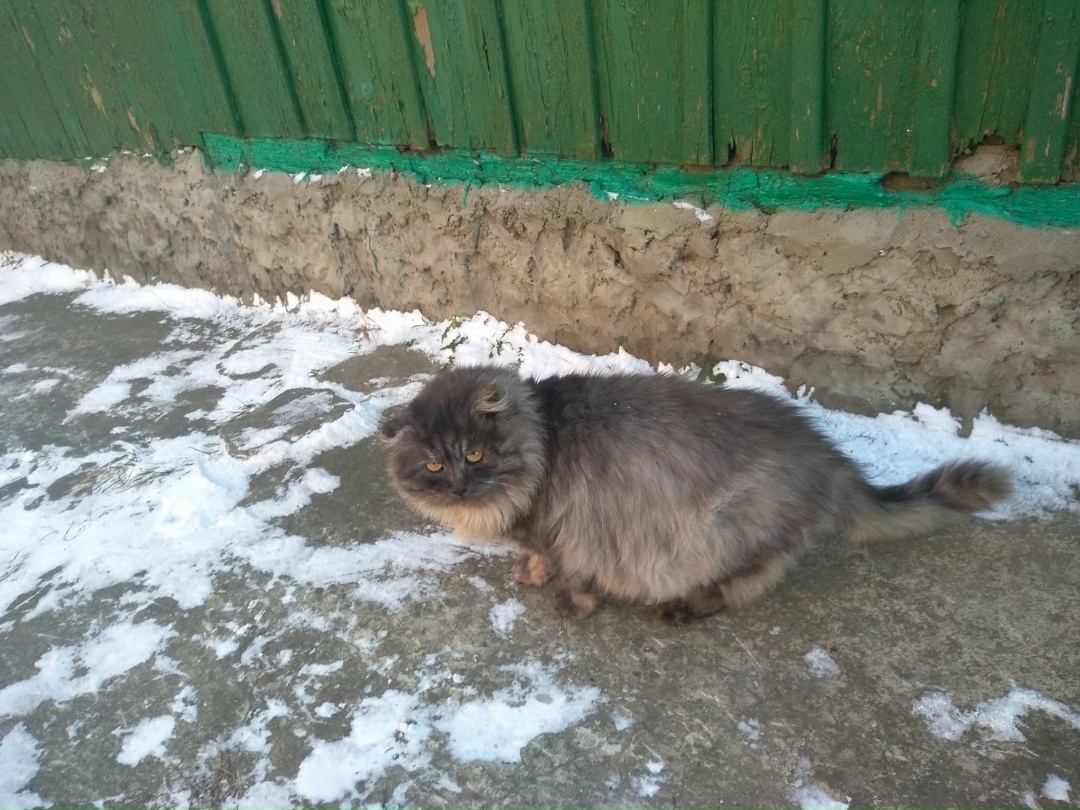 Найдена кошка в Гомеле — Добрый день!