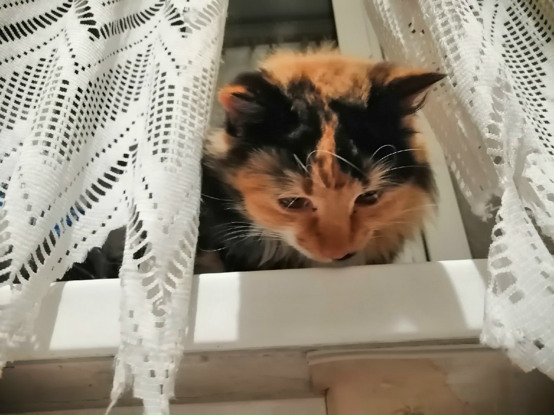 Найдена кошка в Гомеле — ИЩЕМ СЕМЬИ ДЛЯ КОТЕНКА И ЕЕ МАМЫ 🏡🐾