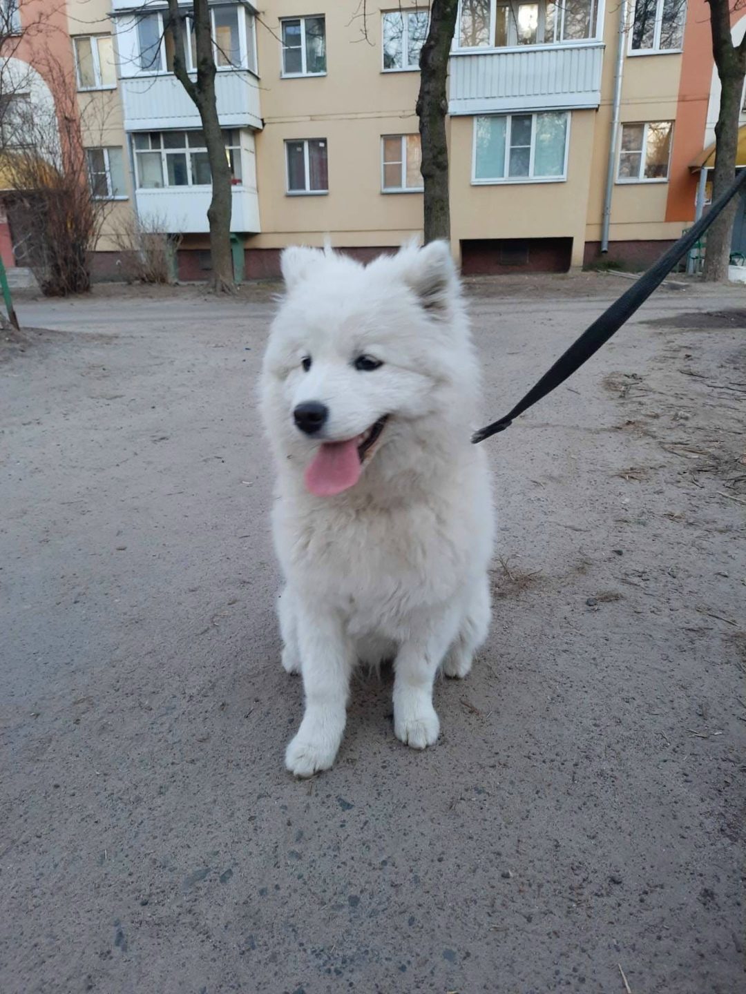Найдена собака в Гомеле — фото объявления