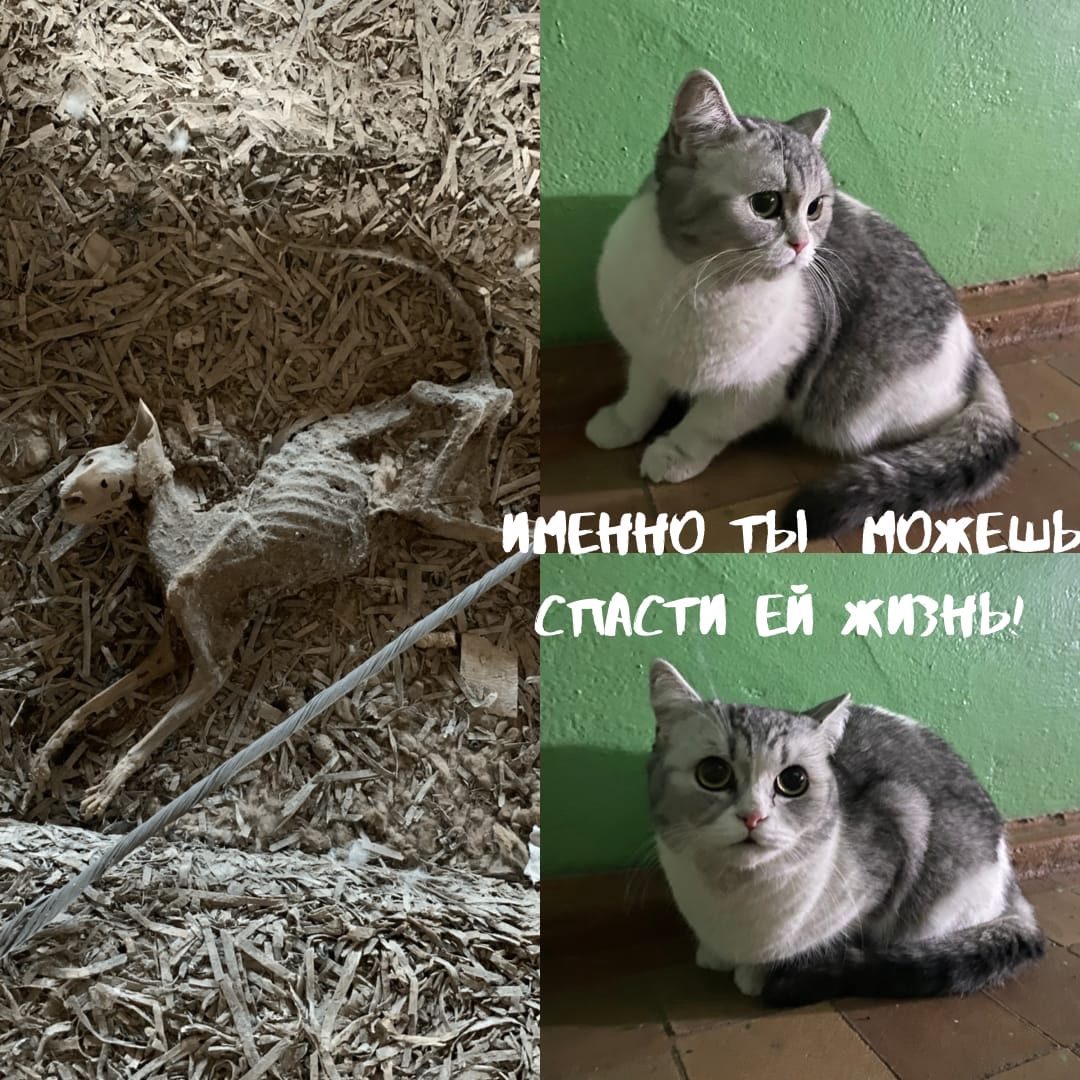 Найдена кошка в Гомеле — По адресу Жемчужна 7(2 подъезд) найдена кошка,очень напугана - потерялась или выгнали. Сейчас сидит в…