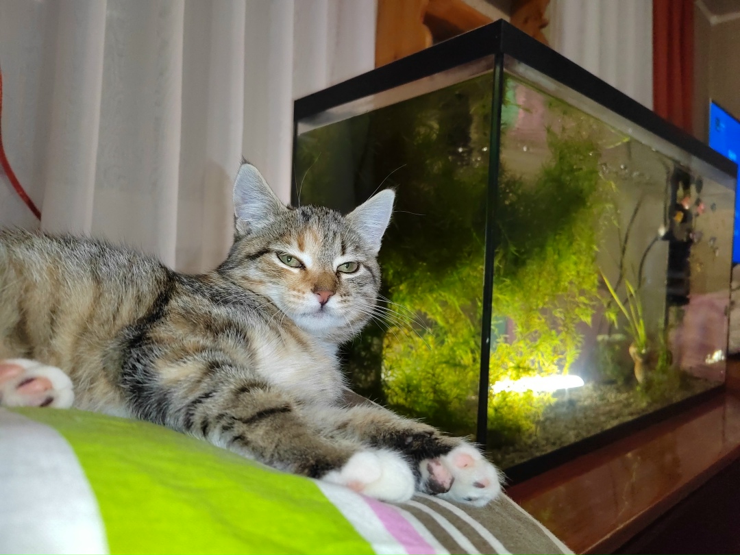 Найдена кошка в Гомеле — Это настоящий тигр! Да-да, вам не послышалось , именно! Мируша такая!