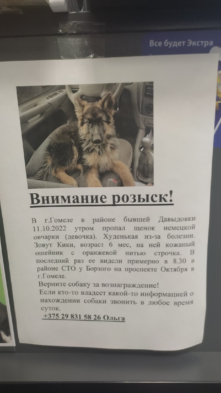Найдена собака в Гомеле — Здравствуйте! Щенок не найден. Фото с ребенком сделаны за пару дней до потери.
