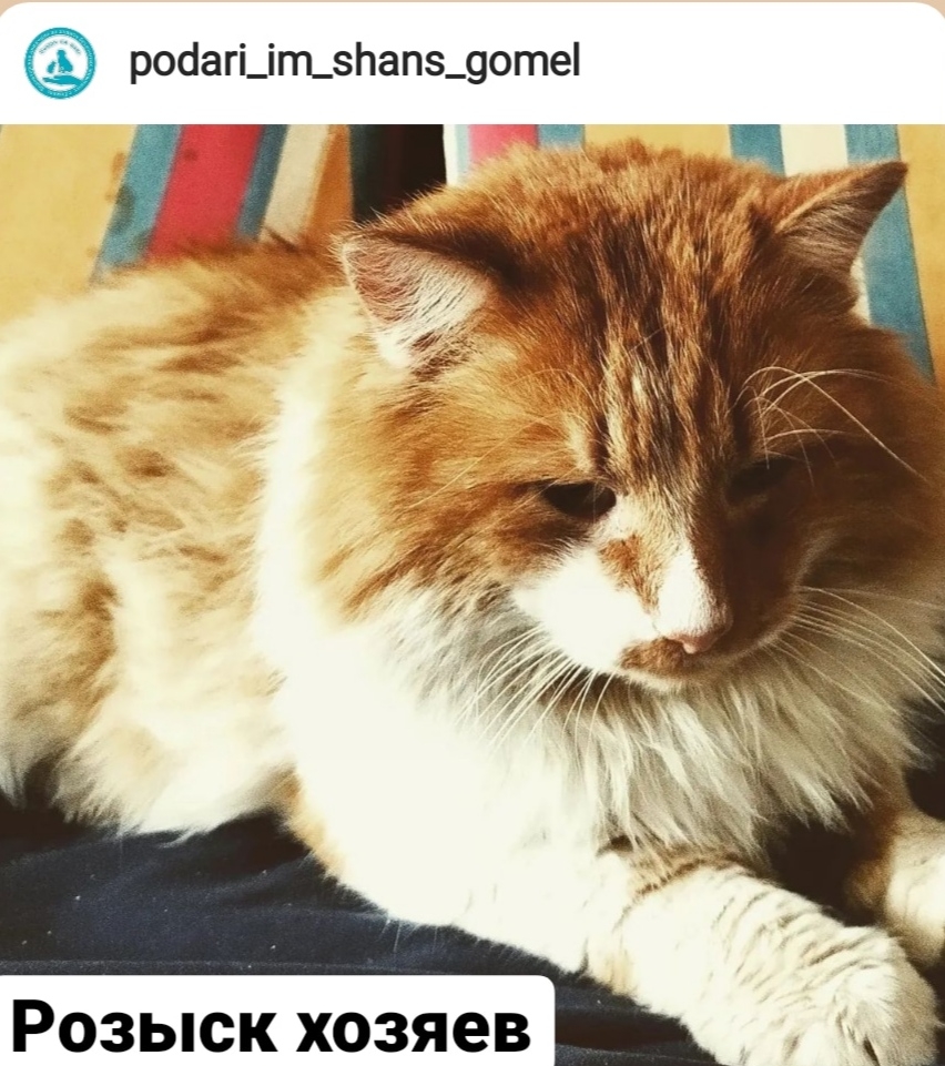 Найдена кошка в Гомеле — ИЩЕМ ХОЗЯЕВ!