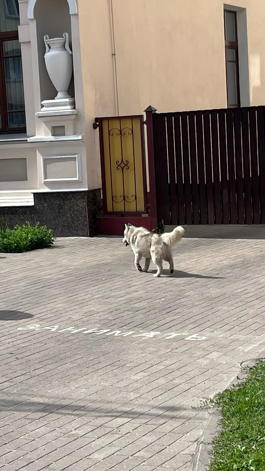 Найдена собака в Гомеле — Потеряшка