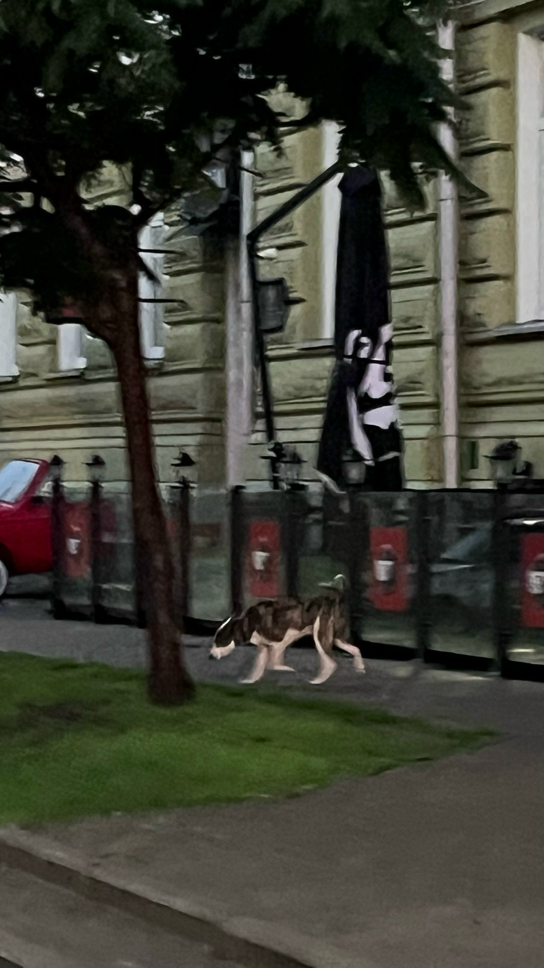 Найдена собака в Гомеле — На углу Советской и Крестьянской замечена потеряшка
