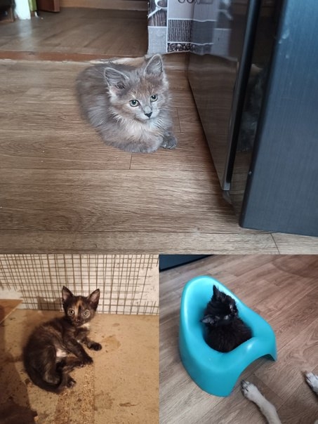 Найдена кошка в Гомеле — Малышка Луиза в поисках семьи🐈‍⬛💖
