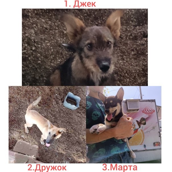 Найдена собака в Гомеле — Если бы ласке дали имя, то звали бы её Джек.
