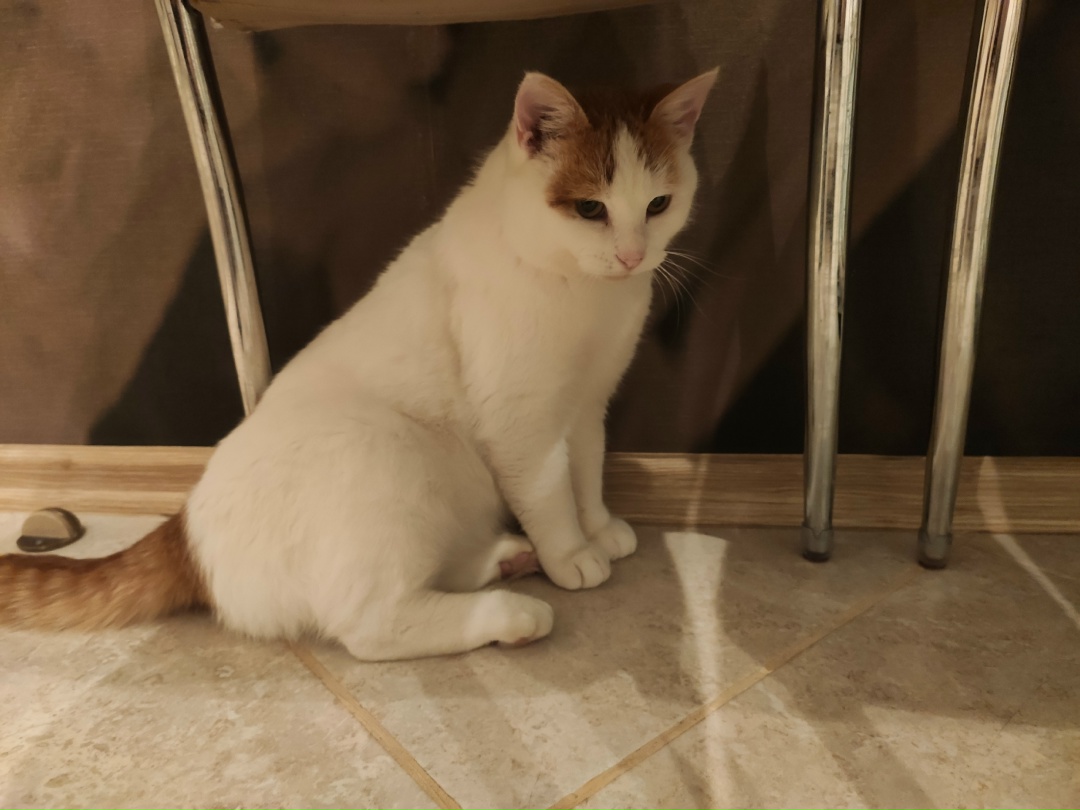 Найдена кошка в Гомеле — Котик домашний, белый с рыжими пятнами на голове и рыженьким хвостиком. Чистенький, упитанный. Скорее…