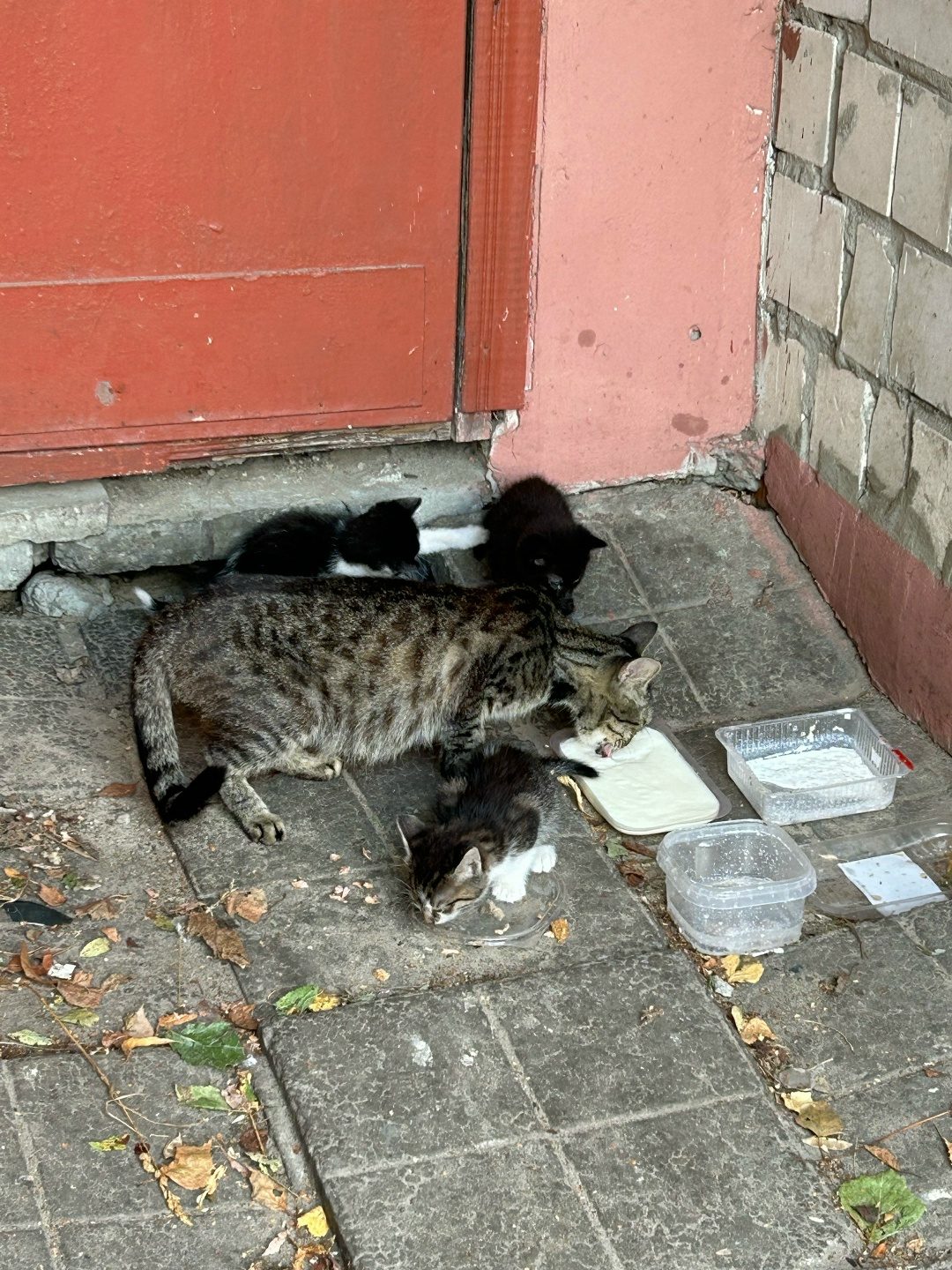 Найдена кошка в Гомеле — Дворовая кошечка родила 5 котят 🐾