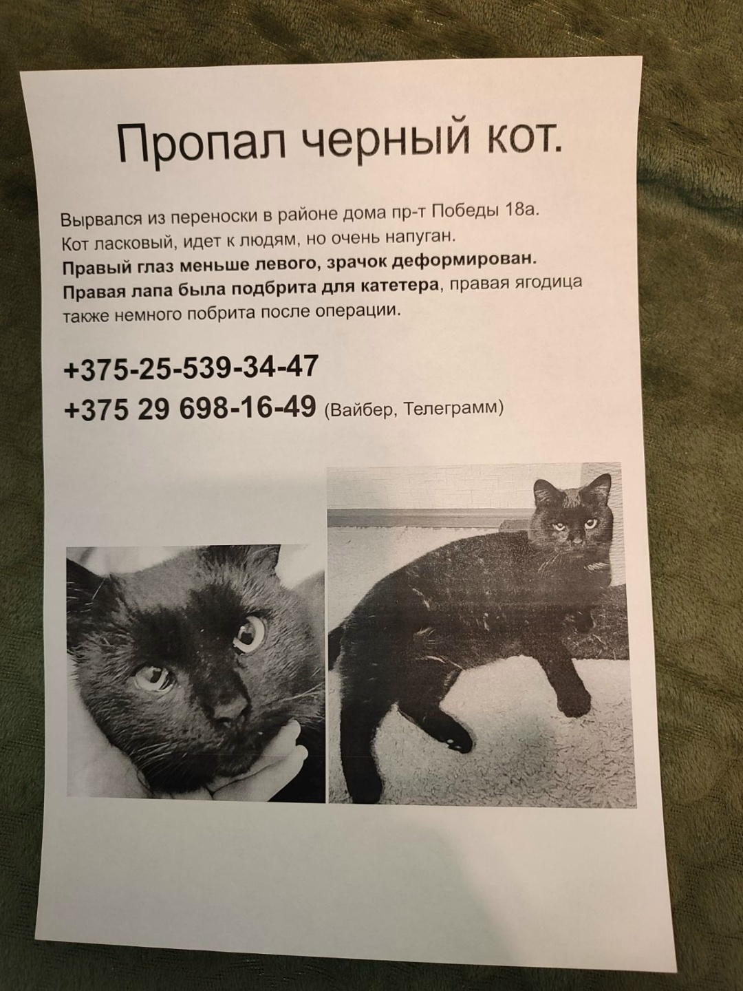 Пропала кошка в Гомеле — Убежал котик. Просьба помочь, если встретите. +375296981649 Ольга