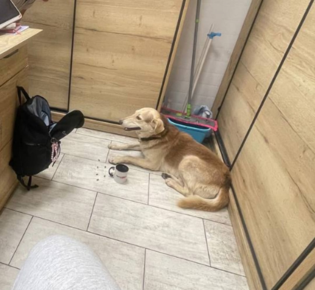 Найдена собака в Гомеле — Здравствуйте! Найдена собака в ТЦ Кристалл