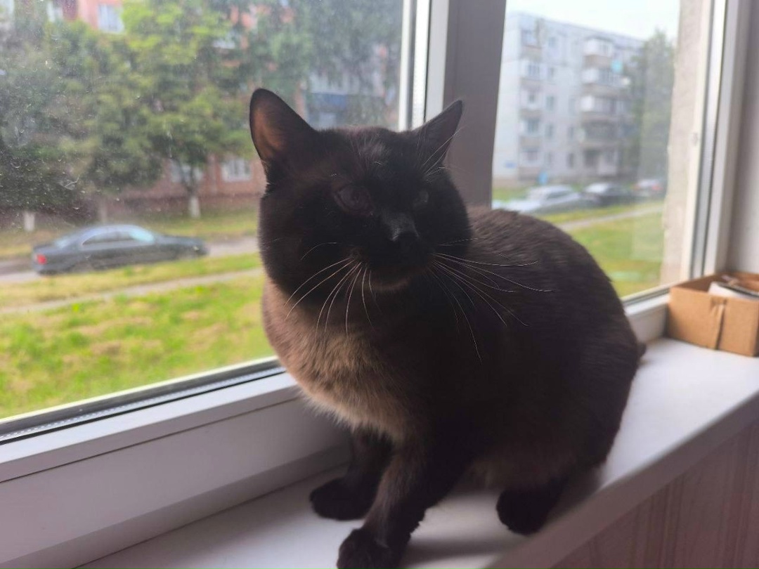 Найдена кошка в Гомеле — фото объявления
