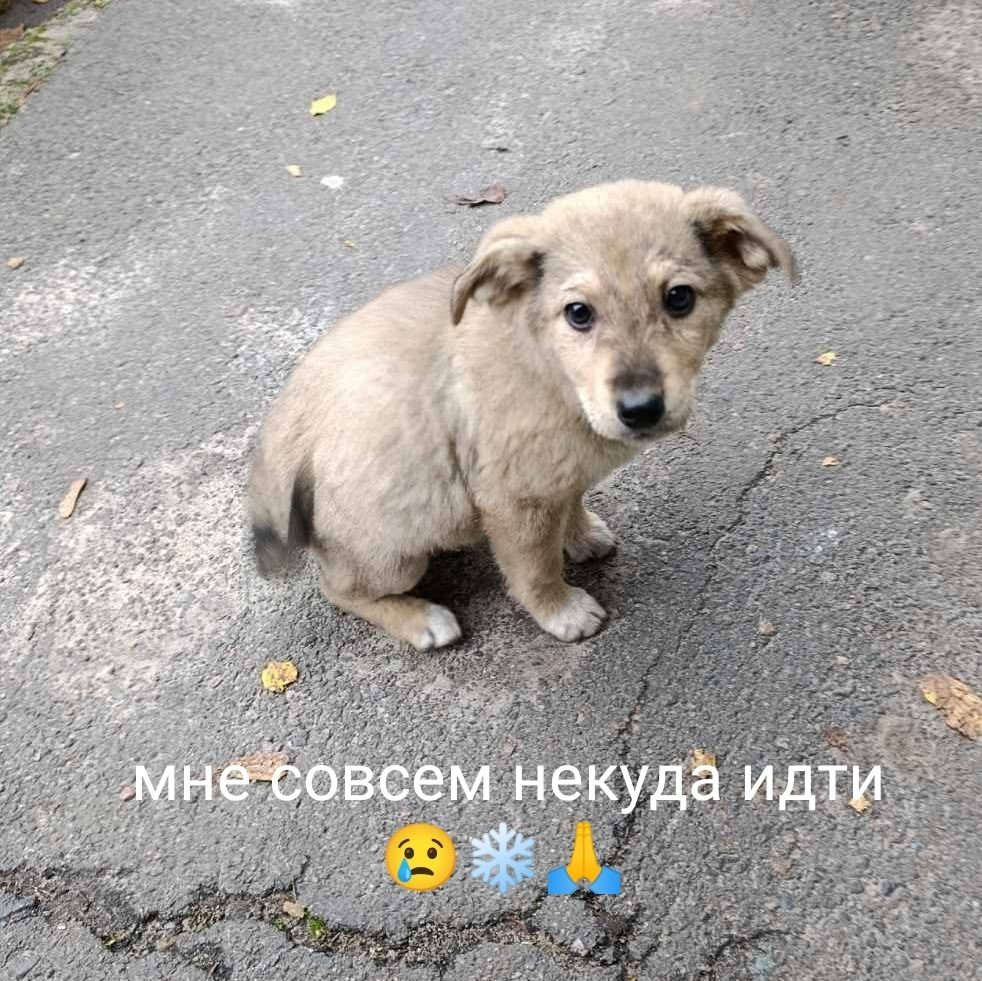 Найдена собака в Гомеле — Гомель 🆘🆘🆘 Помогаю информационно.