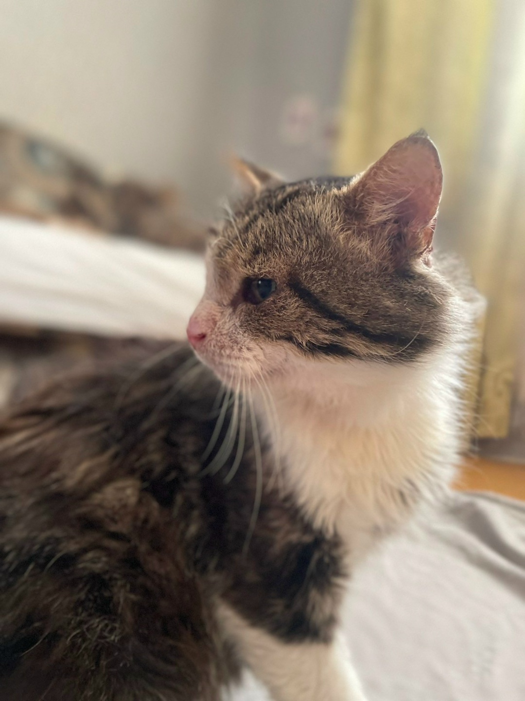 Найдена кошка в Бресте — Ищет дом замечательный котик 🐈