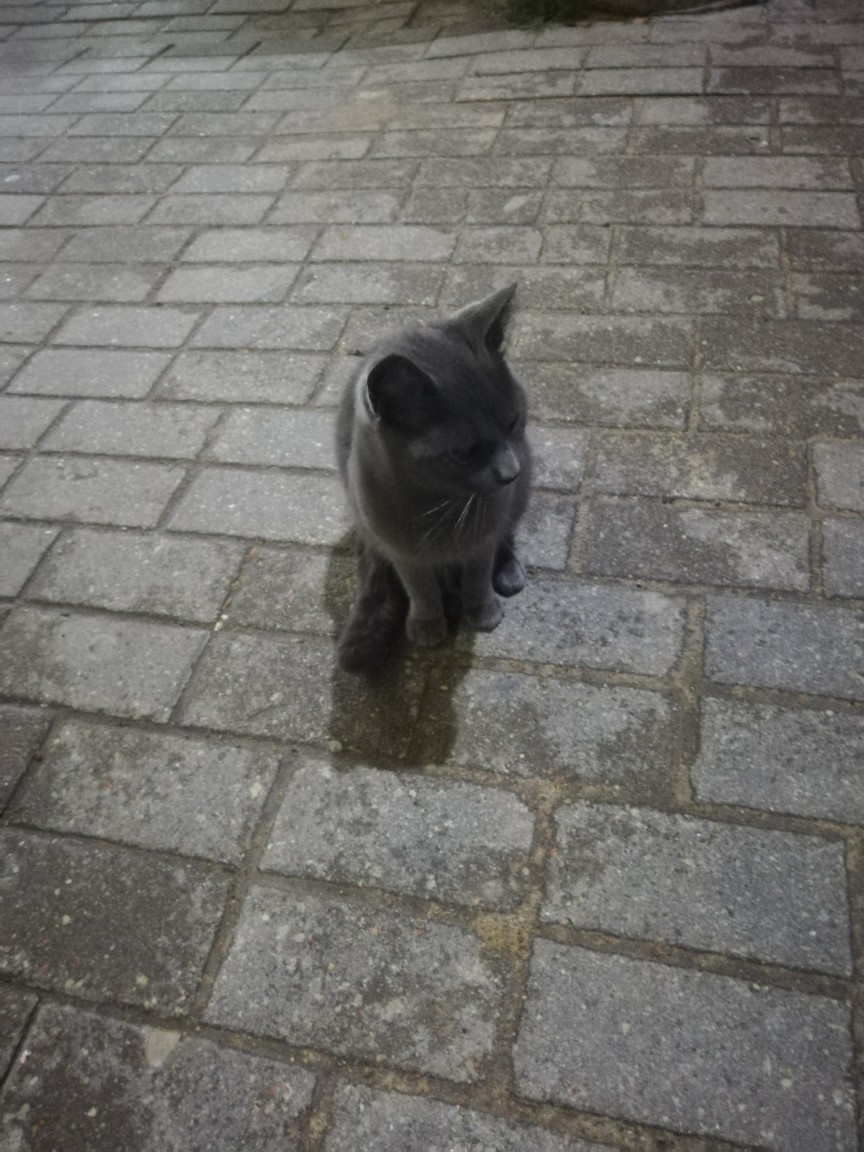 Найдена кошка в Гродно — Кто потерял кота, домашний породистый, мини рынок девятовке возле ларька обитает