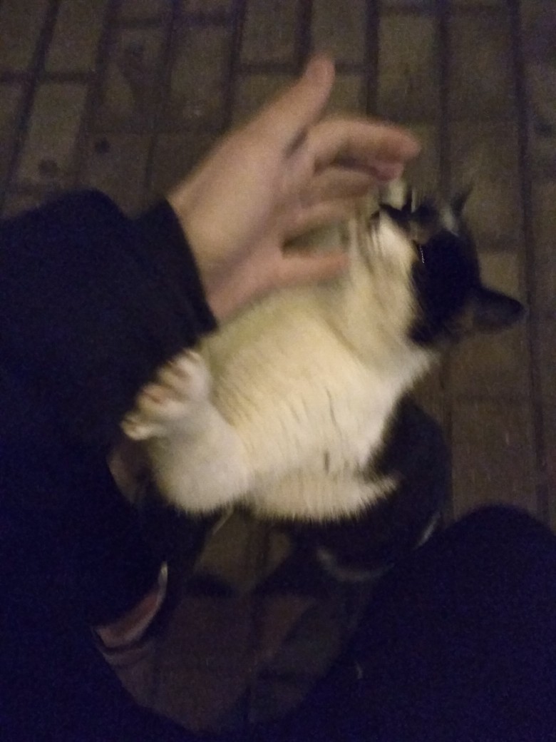 Найдена кошка в Гродно — Может кто потерял котика? Между Ольшанкой и Южным уже долго возле остановки сидит