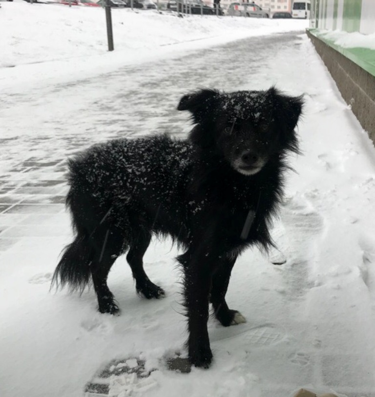 Найдена собака в Гродно — СРОЧНО!!! На Ольшанке замерзает маленький пёсик. Добрый и спокойный малыш. Заглядывает в глаза всем…