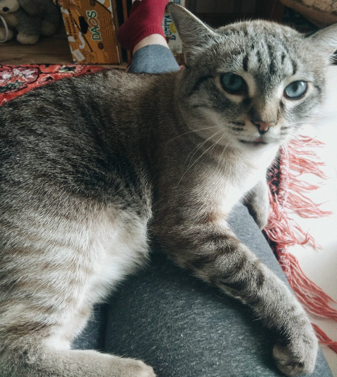 Найдена кошка в Гродно — SOS!!!