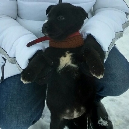 Найдена собака в Гродно — Щенок девочка 3-4 месяца в добрые руки. Игривый характер, очень дружелюбная, любит детей и хорошо идёт…