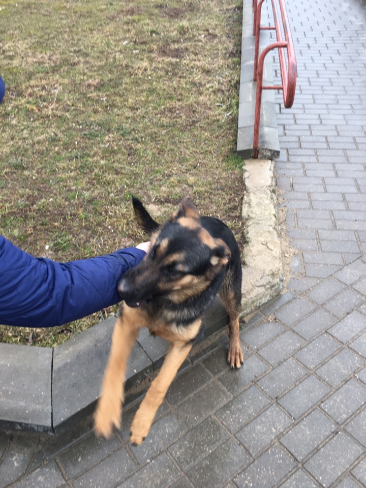 Найдена собака в Гродно — В районе Малыщинской улицы, девятовка, возле 10-го дома и магазина «Рублевский» бегает щенок немецкой…