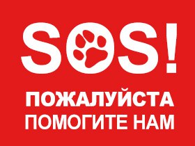 Найдена кошка в Гродно — фото объявления