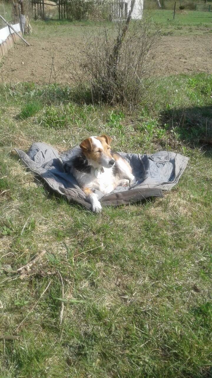 Найдена собака в Гродно — фото объявления