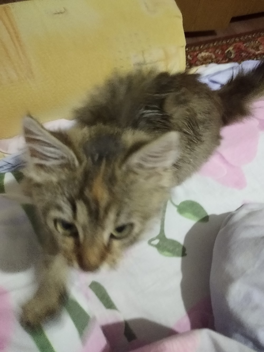Найдена кошка в Гродно — Отдам котёнка в добрые руки как можно быстрее.Очень ласковая и игривая.Вчера подобрала на улице т.к…