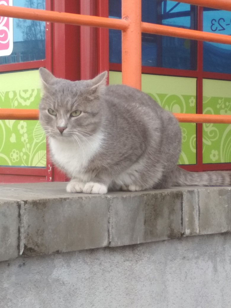 Пропала кошка в Гродно — У тц "Санта" (ул. Пушкина) сидит кот. Чистый, толстый - скорее всего чья-то потеряшка.