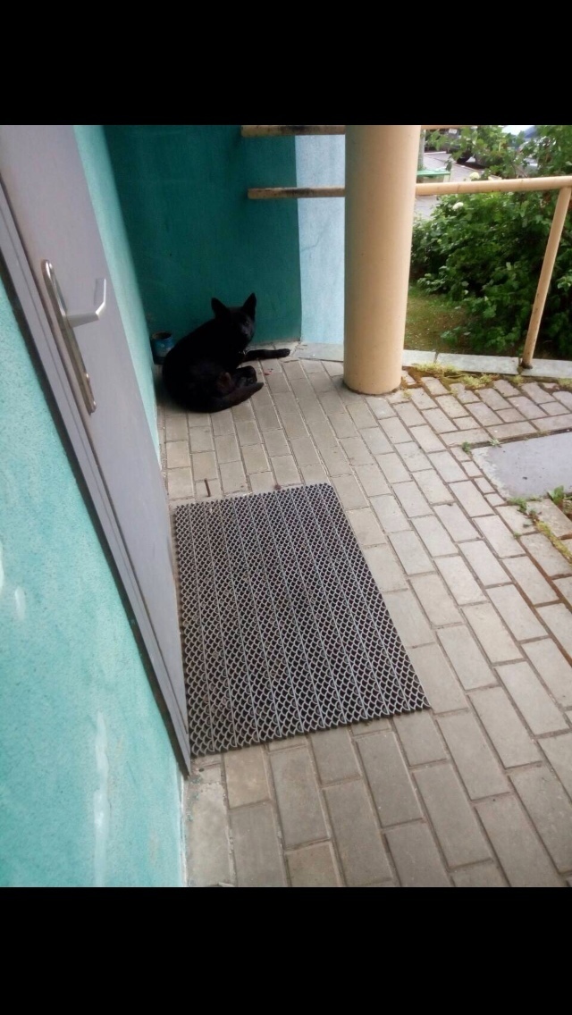 Найдена собака в Гродно — фото объявления