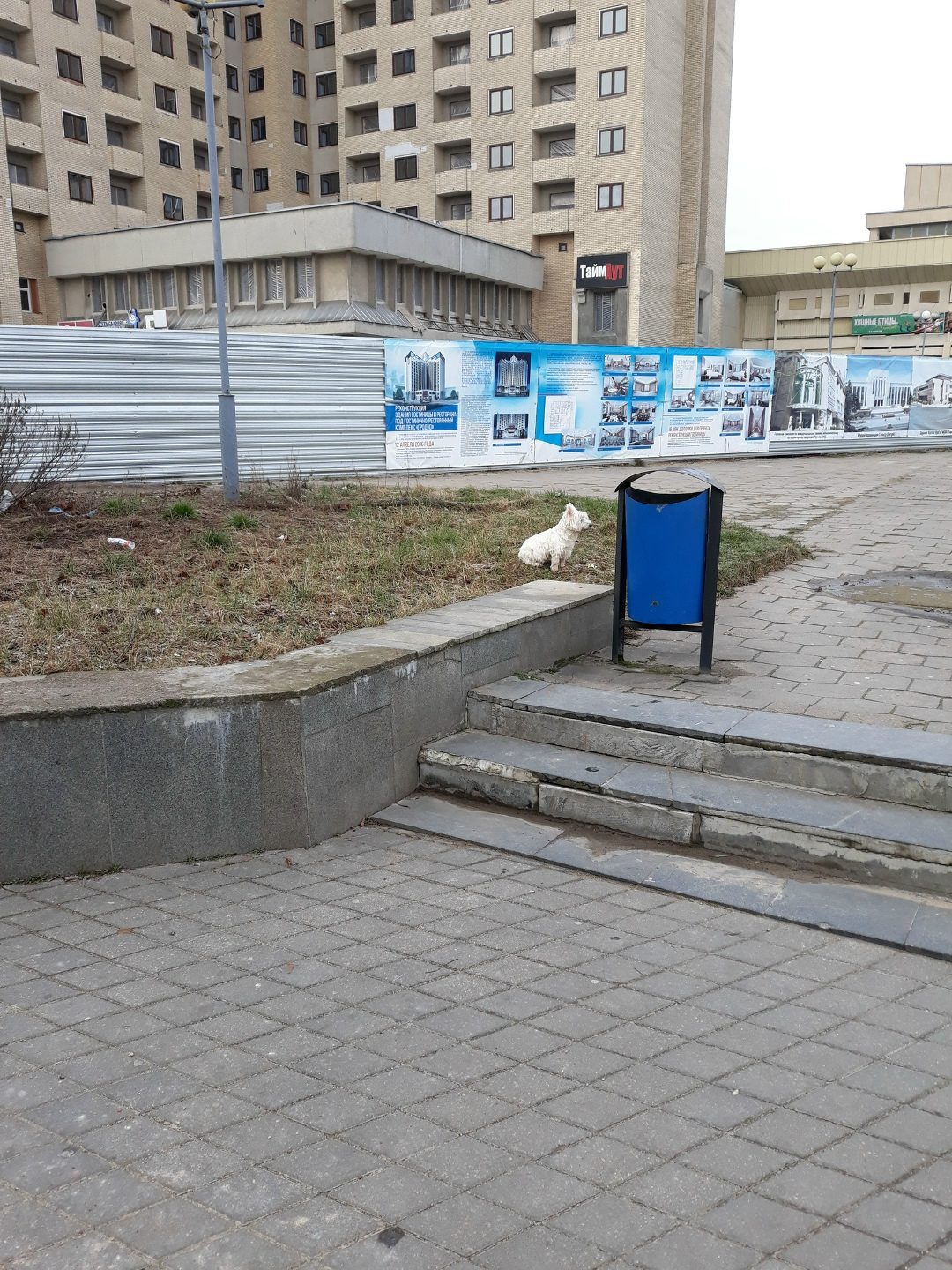 Найдена собака в Гродно — Извиняюсь что не по теме! Напротив кинотеатра октябрь сидит собачка! Может кто потерял!