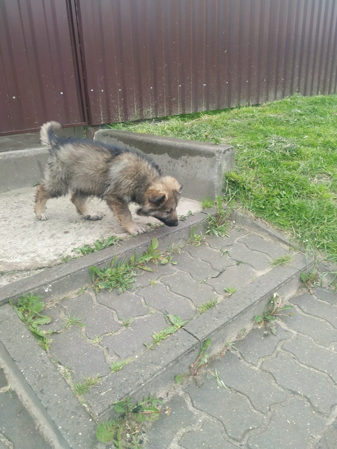 Найдена собака в Гродно — Срочно нужен Хозяин.