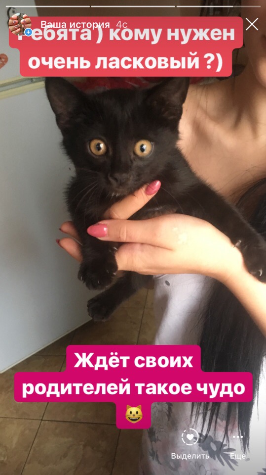 Найдена кошка в Гродно — Здравствуйте, нашли котёнка около рынка корона , отдадим в хорошие руки, очень ласковый, чистый звоните…
