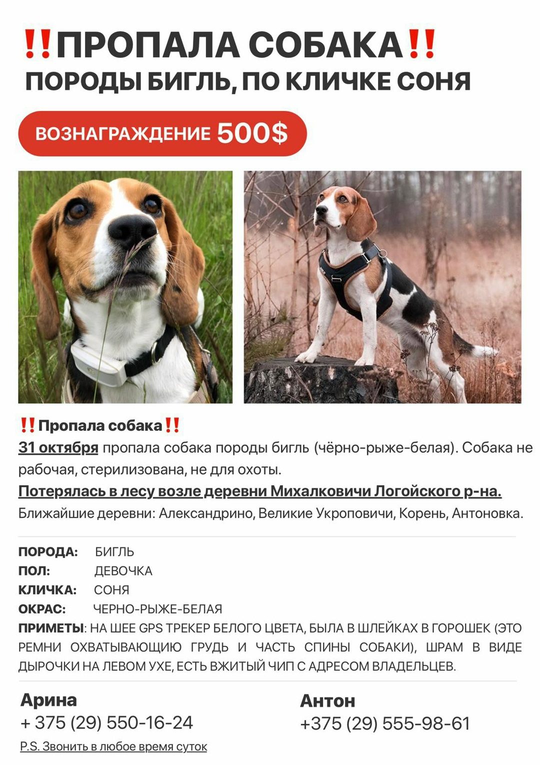 Пропала собака в Гродно — фото объявления
