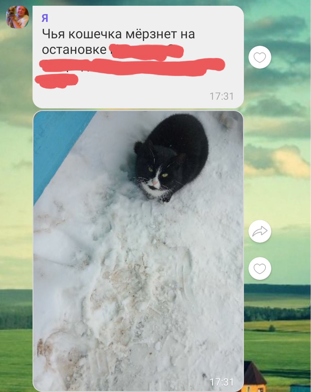 Пропала кошка в Гродно — СРОЧНО! ЗАМЕРЗАЕТ НА ОСТАНОВКЕ КОШКА!🆘️