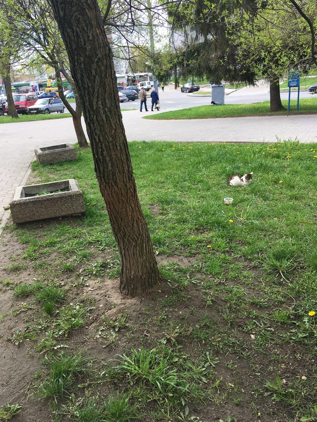 Пропала кошка в Гродно — В районе Я.Купалы 24 (около банка) сидит кошка. Каждый день приходит на клумбу, сидит там целый день…