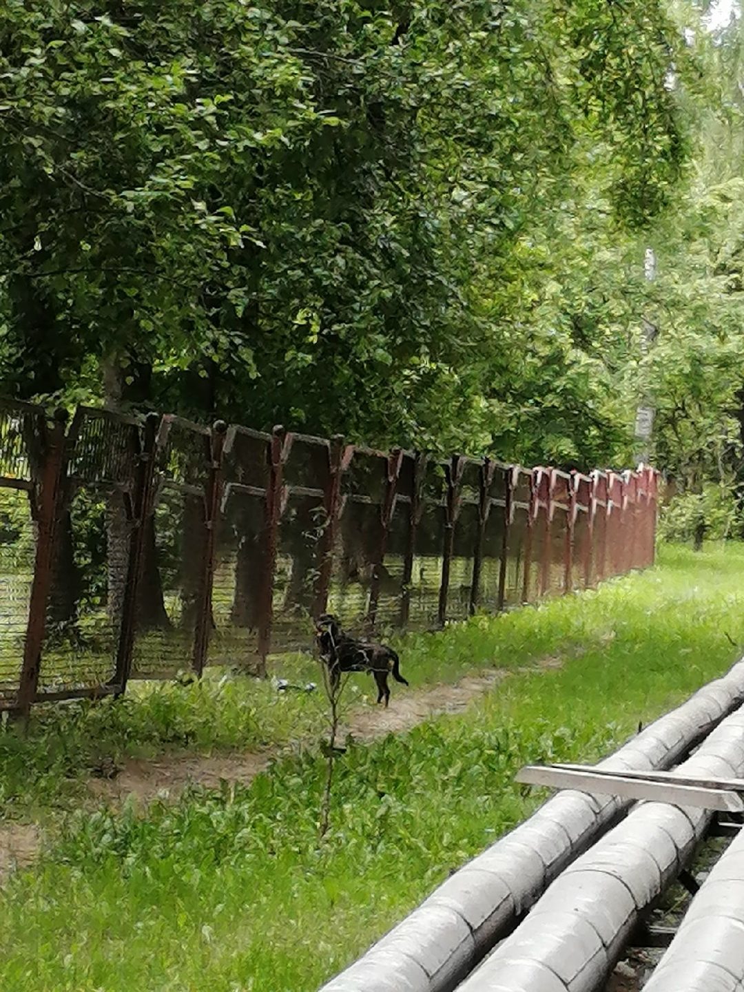 Найдена собака в Гродно — В районе БЛК бегала собака, с ошейником, очень пугливая. Судя по лапам, это мог быть большой щенок…