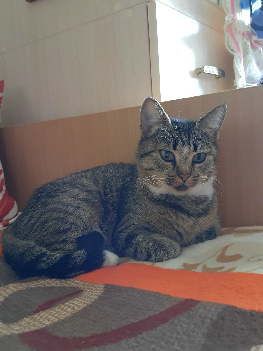 Найдена кошка в Гродно — фото объявления
