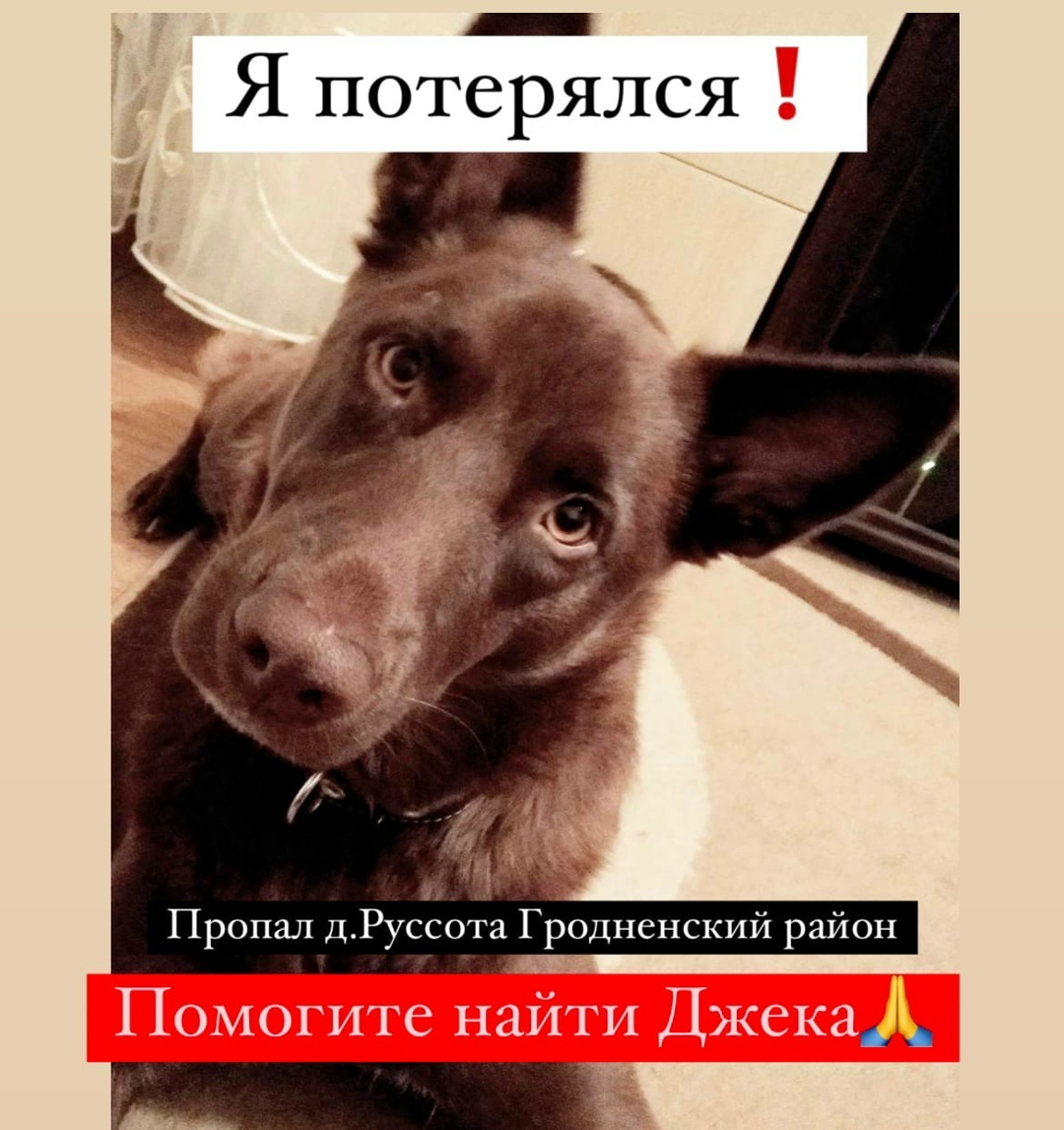 Пропала собака в Гродно — Просим помощи размещения в группе.