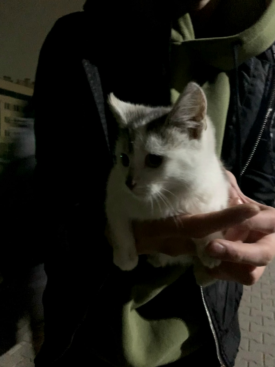 Найдена кошка в Гродно — Около остановки на 7-ой поликлинике бегает котенок.
